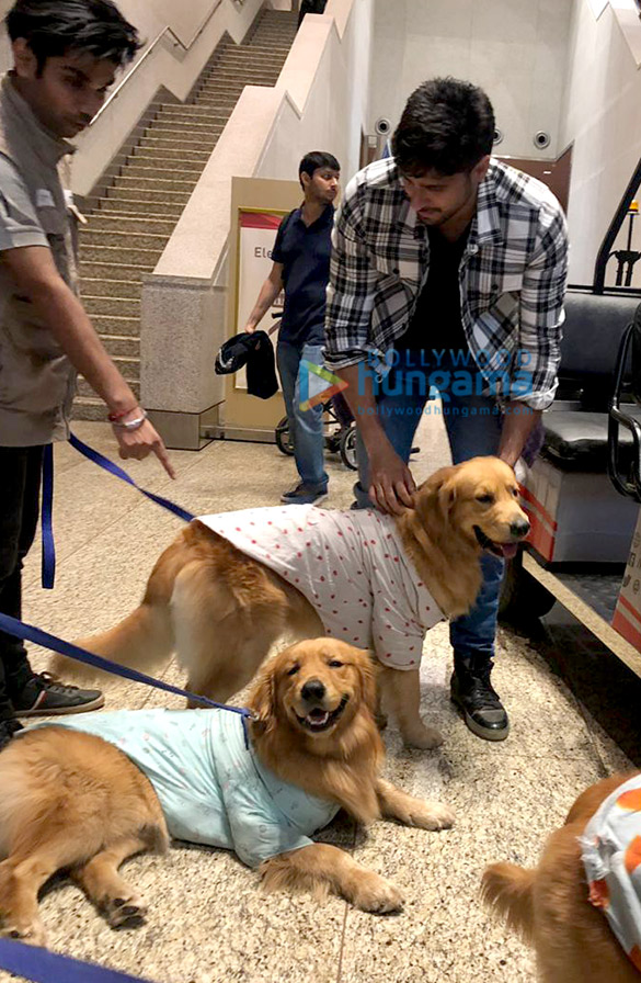 Sidharth Malhotra snapped with Therapy Dogs at the airport Sidharth Malhotra snapped with Therapy Dogs at the airport